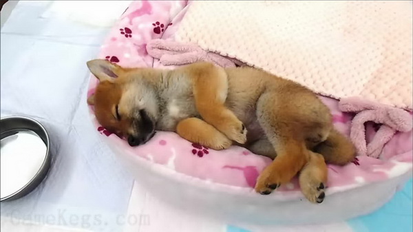 Pixel Game Maker Series Shiba Mekuri