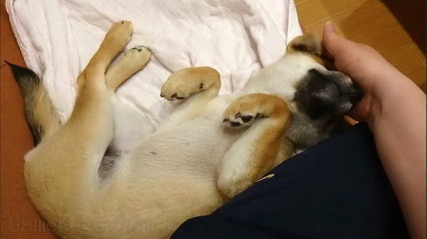 Pixel Game Maker Series Shiba Mekuri