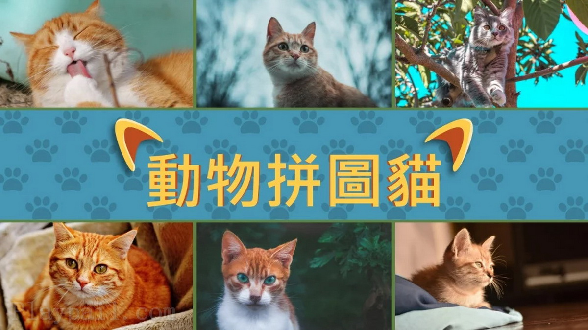 动物拼图：猫.Animal Puzzle Cats