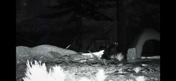 Trailcam