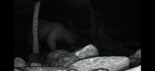 Trailcam
