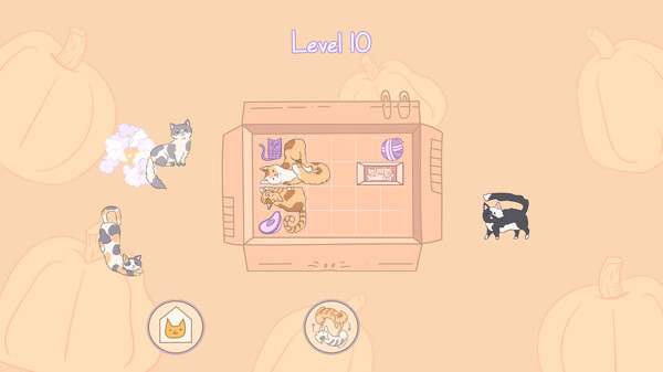 盒中猫.Cats in Boxes