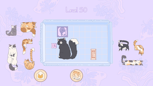 盒中猫.Cats in Boxes